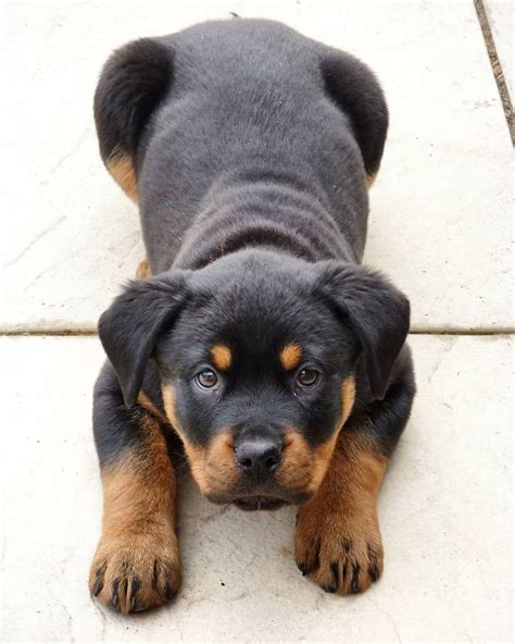 rottweiler and lab mix|rottweiler and lab mix puppies.